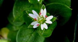  Flower-Nine stamens
